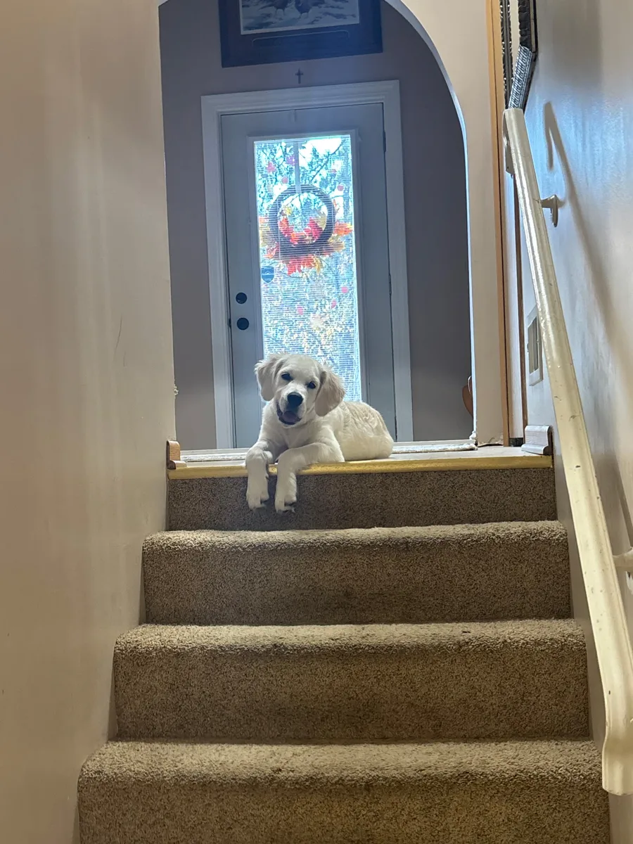 Simba, the Powerbuilt Construction job site supervisor, a cream golden retriever